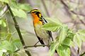 Blackburnian warbler (Setophaga fusca) (15412645342).jpg