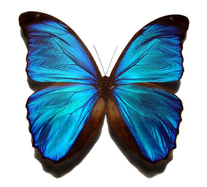 File:Blue morpho butterfly.jpg