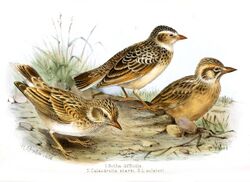 Illustration of three rotund brown birds