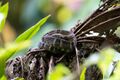 Bothrops chloromelas.jpg