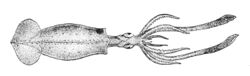 Brachioteuthis riisei1.jpg