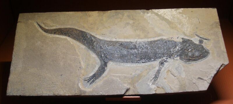File:Branchiosaurus salamandroides.JPG