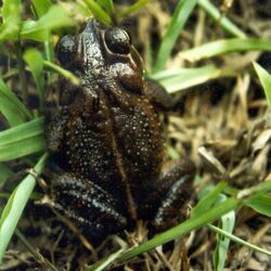 Bufo campbelli.jpg