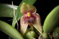 Bulbophyllum disciflorum Rolfe, Bull. Misc. Inform. Kew 1895- 7 (1895) (37922435082).jpg