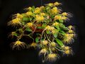Bulbophyllum vaginatum 1.jpg