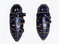 Buprestidae - Lampetis dilaticollis.JPG