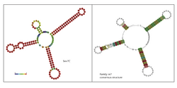 C7 annotated alignment structure conservation.png