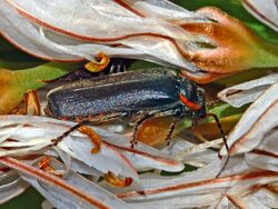 Cantharidae - Cantharis obscura.JPG