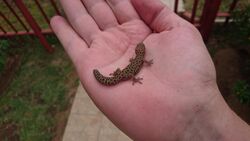 Cape Thick Toed Gecko.jpg