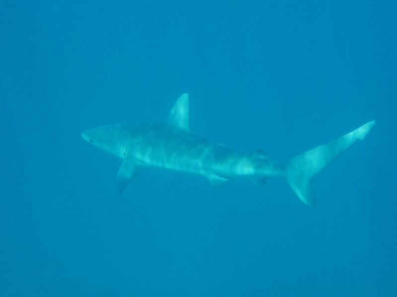 File:Carcharhinus galapagensis kure.jpg