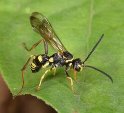 Ceropales maculata (47936916403).jpg