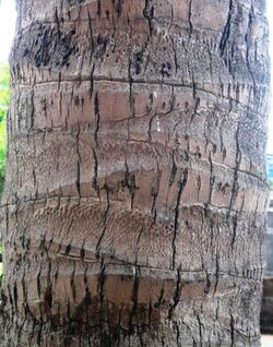 Coconut trunk.jpg