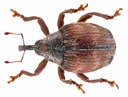 Coeliodes ruber (Marsham, 1802) (11477475955).png