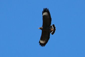 Common black-hawk (Buteogallus anthracinus gundlachii) in flight.JPG