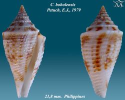 Conus boholensis 1.jpg