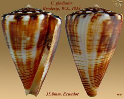 Conus gladiator 1.jpg