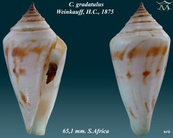 Conus gradatulus 1.jpg