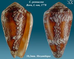 Conus pennaceus 1.jpg
