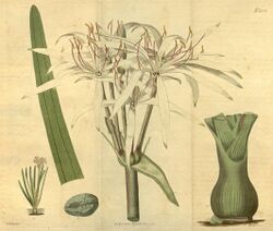 Crinum viviparum.jpg