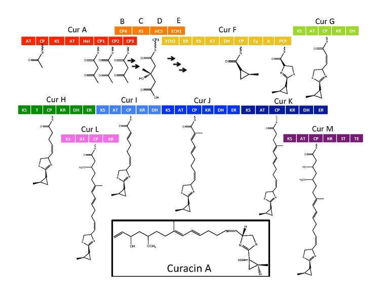 The biosynthetic pathway of Curacin A
