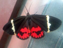 Curoba sangarida Moth 18 Moth (2015.11.20).jpg