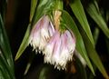 Dendrobium calyculimentum Orchi 032.jpg