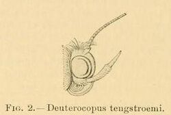 Deuterocopus tengstroemi2.JPG