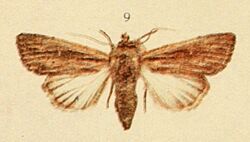 Devonshire Wainscot Moths of the British Isles.jpg