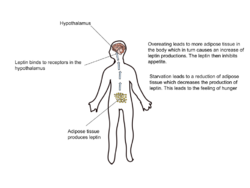 Diagram representing where leptin is produced in the human body, where it goes, and what it causes.svg