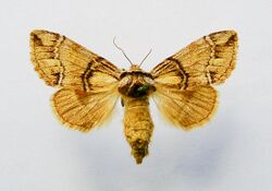 Drymonia velitaris.female.jpg