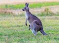 Eastern Gray Kangaroo.jpg