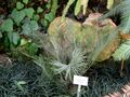 Encephalartos cycadifolius - Botanischer Garten München-Nymphenburg - DSC08067.JPG
