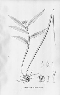 Epidendrum geniculatum - Fl.Br.3-5-041.jpg