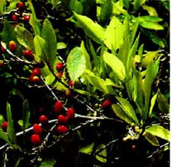 Erythroxylum coca.jpg