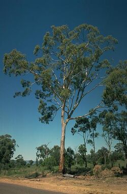 Eucalyptus dawsonii habit.jpg