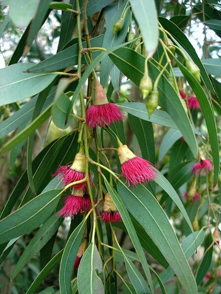 File:Eucalyptus leucoxylon1.jpg