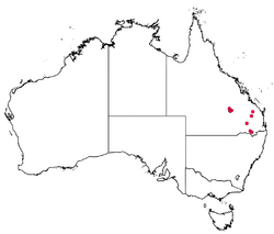 Eucalyptus virens distribution data cleaned of cultivated specimens AVH 22 Apr 2022.png