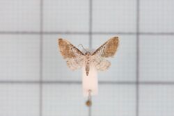 Eupithecia catosophia.jpg