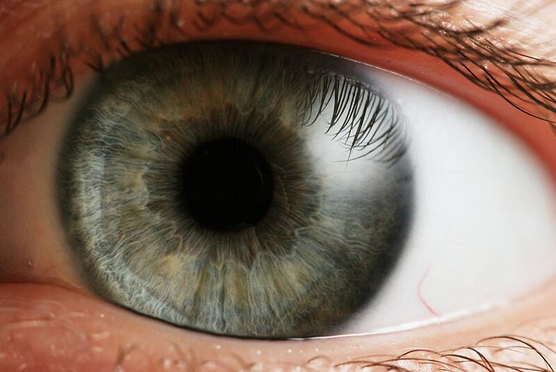 File:Eye iris.jpg