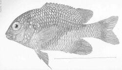 FMIB 47953 Microspathodon bairdii.jpeg