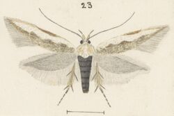 Fig 23 MA I437627 TePapa Plate-XXVIII-The-butterflies full (cropped).jpg