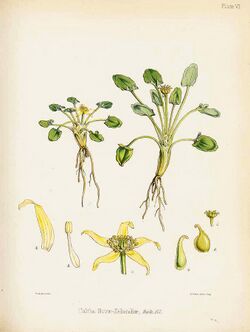 Flora Antarctica part 2 plate VI.jpg