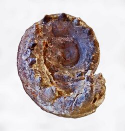 Gasteropods - Ammonites - Hercoceras mirum.JPG