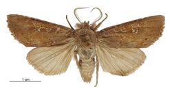 Graphania chryserythra male.jpg