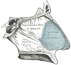 Side diagram of the nose with a blue highlight on the septal nasal cartilage