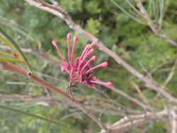 Hakea strumosa flowers.jpg