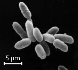 Halobacteria with scale.jpg