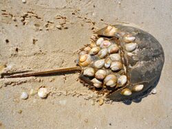 Horseshoe crab with shells.JPG