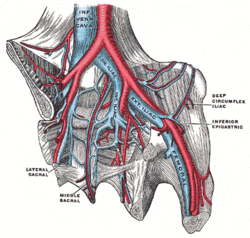 Iliac veins.gif