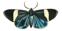 Illustrations of Exotic Entomology Callimorpha Pylotis.jpg